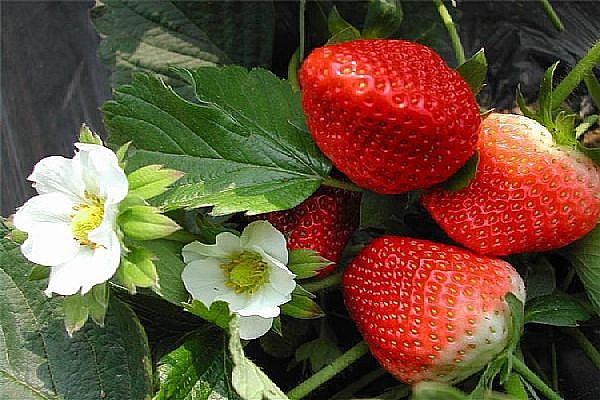 草莓苗促進果實著色，增進品質